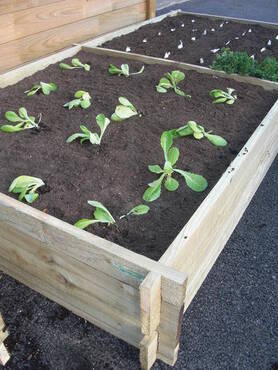 bac-potager-jardin-ecologique.jpg