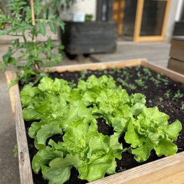 Carré potager emboitable avec salades (1)