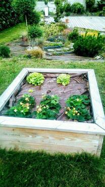 Carré potager douglas