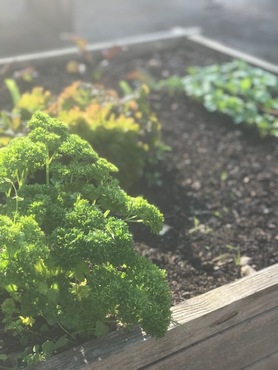 Carrés potagers mai 2025 1