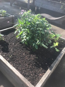 Carrés potagers mai 2025 3