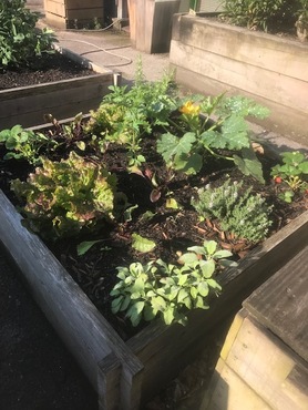 Carrés potagers mai 2025 6