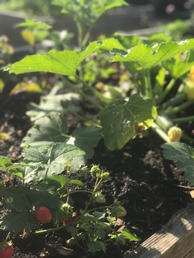 Carrés potagers mai 2025 7