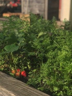 Carrés potagers mai 2025 8