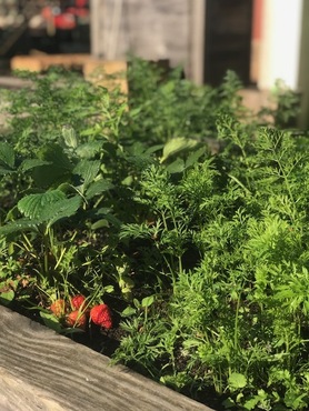 Carrés potagers mai 2025 9